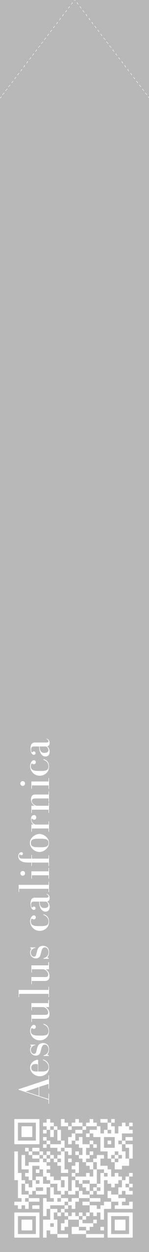 Étiquette de : Aesculus californica - format c - style blanche39_simple_simplebod avec qrcode et comestibilité - position verticale