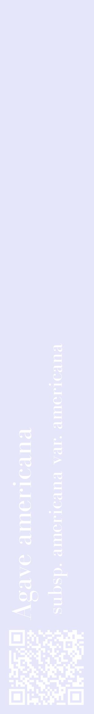 Étiquette de : Agave americana subsp. americana var. americana - format c - style blanche55_basiquebod avec qrcode et comestibilité