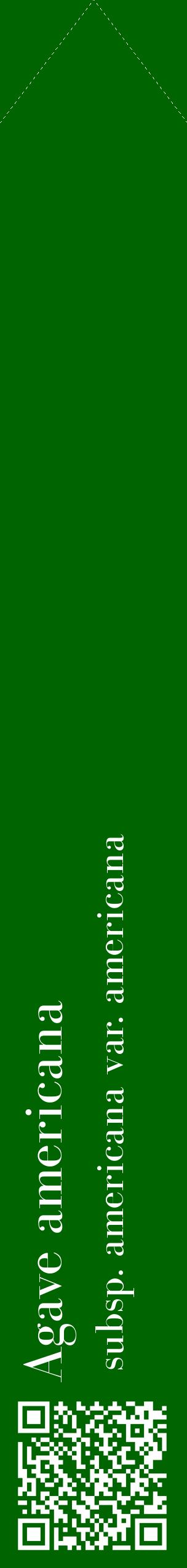 Étiquette de : Agave americana subsp. americana var. americana - format c - style blanche8_simplebod avec qrcode et comestibilité