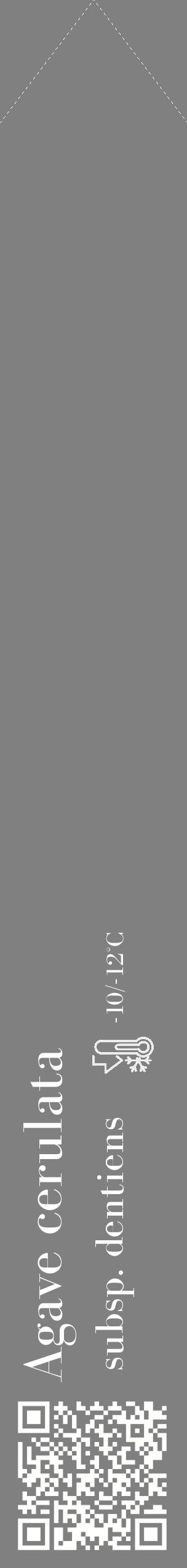 Étiquette de : Agave cerulata subsp. dentiens - format c - style blanche57_simple_simplebod avec qrcode et comestibilité - position verticale