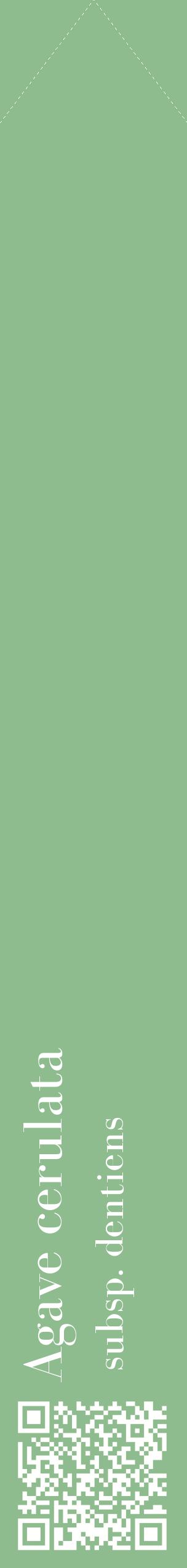 Étiquette de : Agave cerulata subsp. dentiens - format c - style blanche13_simplebod avec qrcode et comestibilité