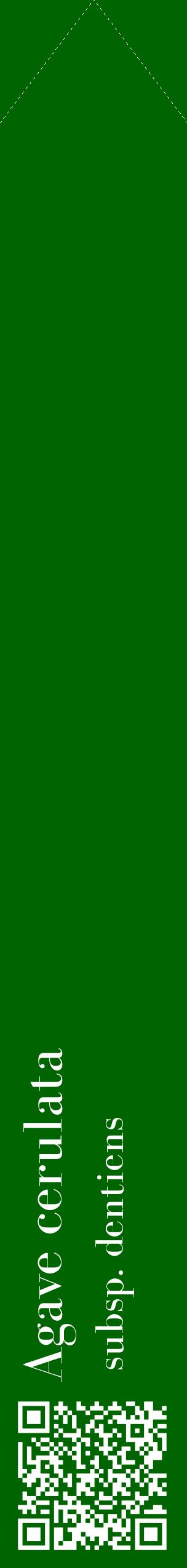 Étiquette de : Agave cerulata subsp. dentiens - format c - style blanche8_simplebod avec qrcode et comestibilité