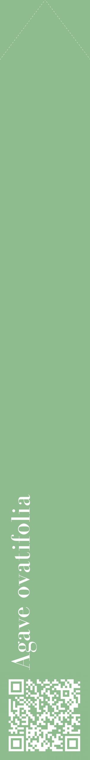 Étiquette de : Agave ovatifolia - format c - style blanche13_simplebod avec qrcode et comestibilité