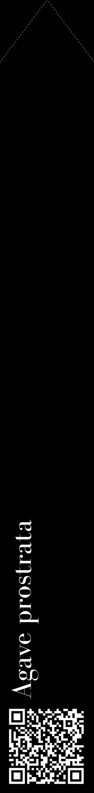 Étiquette de : Agave prostrata - format c - style blanche59_simplebod avec qrcode et comestibilité