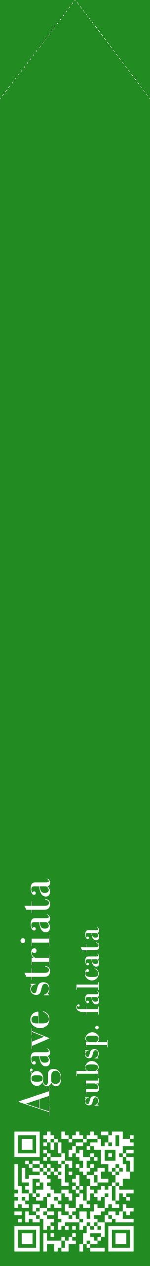 Étiquette de : Agave striata subsp. falcata - format c - style blanche10_simplebod avec qrcode et comestibilité