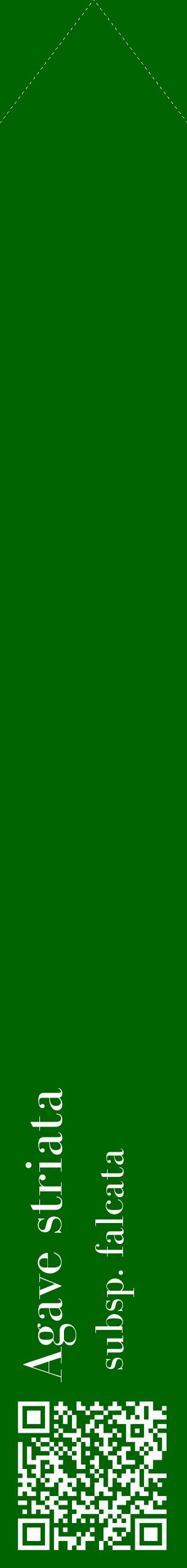 Étiquette de : Agave striata subsp. falcata - format c - style blanche8_simplebod avec qrcode et comestibilité