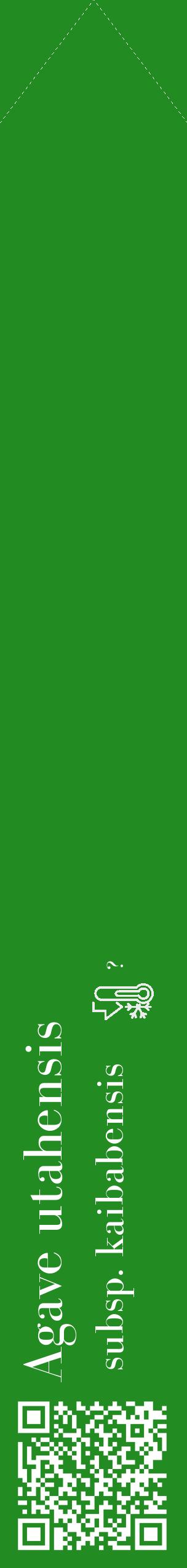Étiquette de : Agave utahensis subsp. kaibabensis - format c - style blanche10_simple_simplebod avec qrcode et comestibilité - position verticale