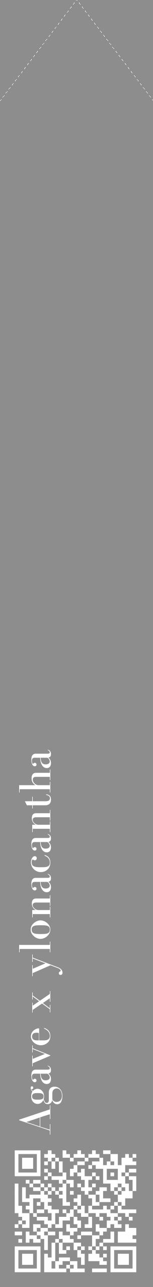 Étiquette de : Agave x ylonacantha - format c - style blanche2_simple_simplebod avec qrcode et comestibilité - position verticale