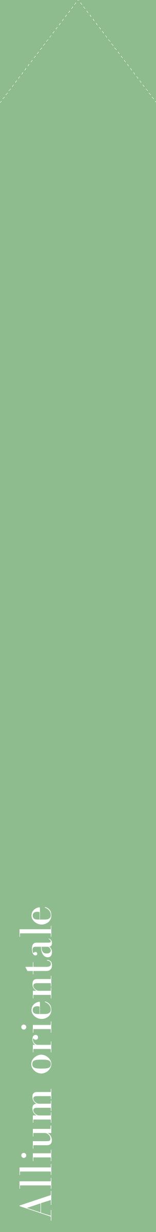 Étiquette de : Allium orientale - format c - style blanche13_simplebod avec comestibilité