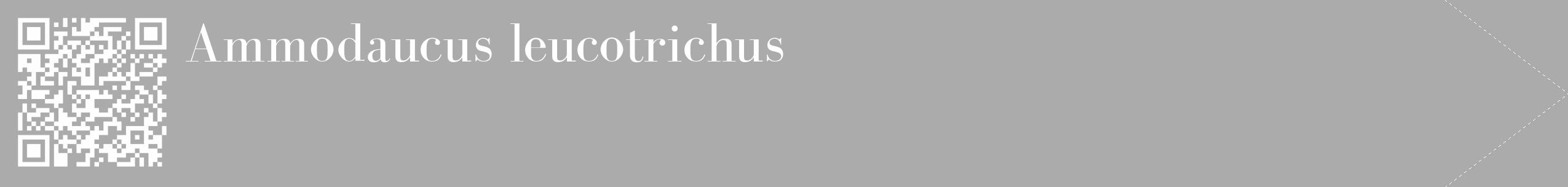 Étiquette de : Ammodaucus leucotrichus - format c - style blanche37_simple_simplebod avec qrcode et comestibilité