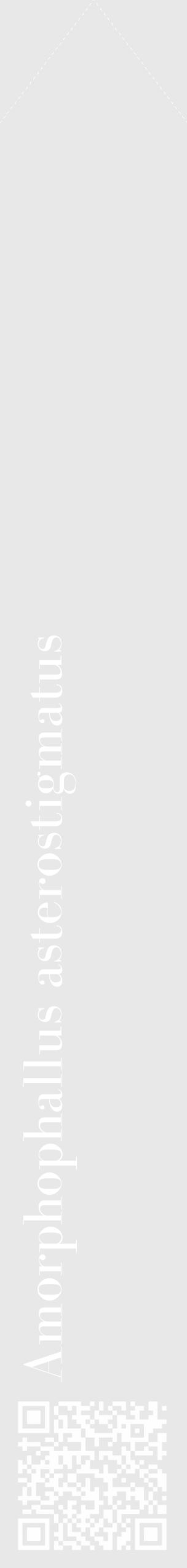 Étiquette de : Amorphophallus asterostigmatus - format c - style blanche55_simple_simplebod avec qrcode et comestibilité - position verticale