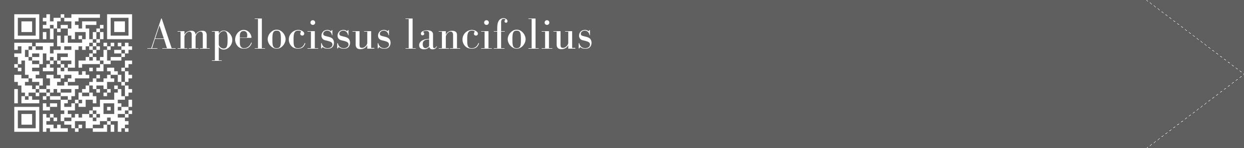 Étiquette de : Ampelocissus lancifolius - format c - style blanche10_simple_simplebod avec qrcode et comestibilité