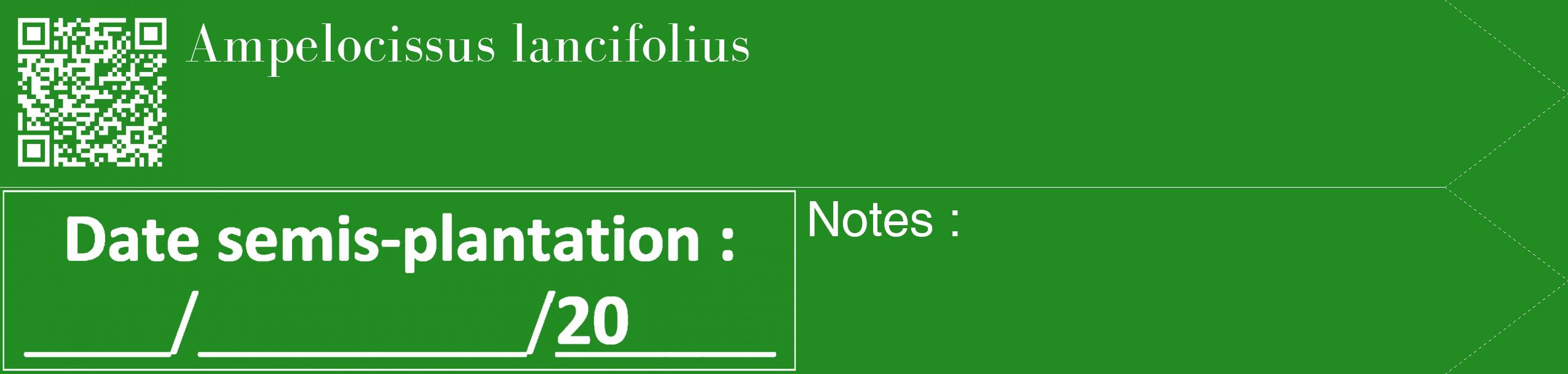 Étiquette de : Ampelocissus lancifolius - format c - style blanche10_simple_simplebod avec qrcode et comestibilité