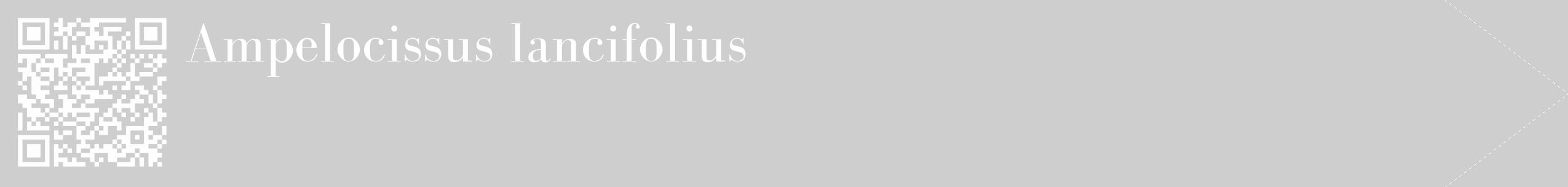 Étiquette de : Ampelocissus lancifolius - format c - style blanche17_simple_simplebod avec qrcode et comestibilité