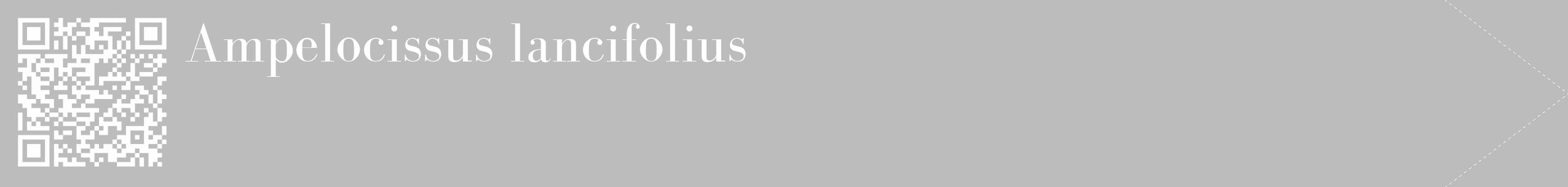 Étiquette de : Ampelocissus lancifolius - format c - style blanche1_simple_simplebod avec qrcode et comestibilité