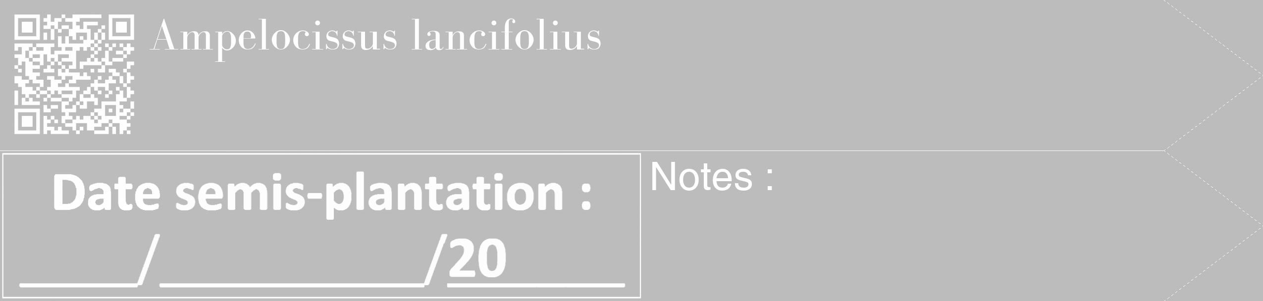 Étiquette de : Ampelocissus lancifolius - format c - style blanche1_simple_simplebod avec qrcode et comestibilité