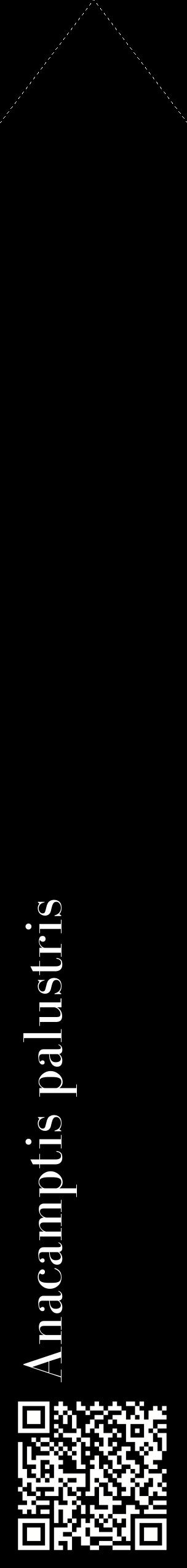Étiquette de : Anacamptis palustris - format c - style blanche59_simplebod avec qrcode et comestibilité