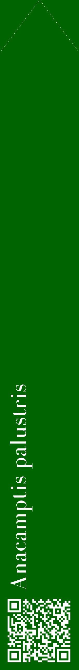 Étiquette de : Anacamptis palustris - format c - style blanche8_simplebod avec qrcode et comestibilité