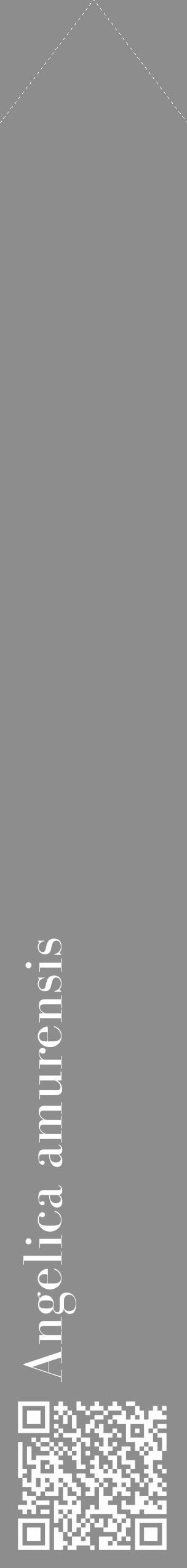 Étiquette de : Angelica amurensis - format c - style blanche2_simple_simplebod avec qrcode et comestibilité - position verticale