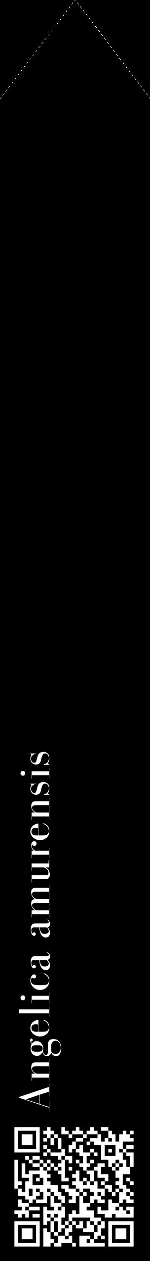 Étiquette de : Angelica amurensis - format c - style blanche59_simplebod avec qrcode et comestibilité