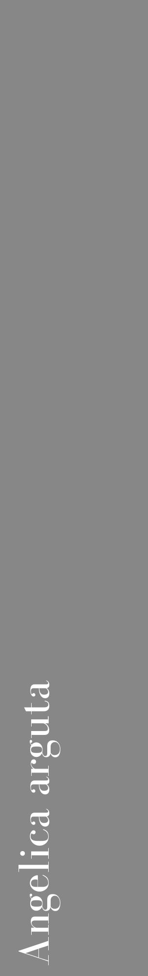 Étiquette de : Angelica arguta - format c - style blanche12_basique_basiquebod avec comestibilité - position verticale