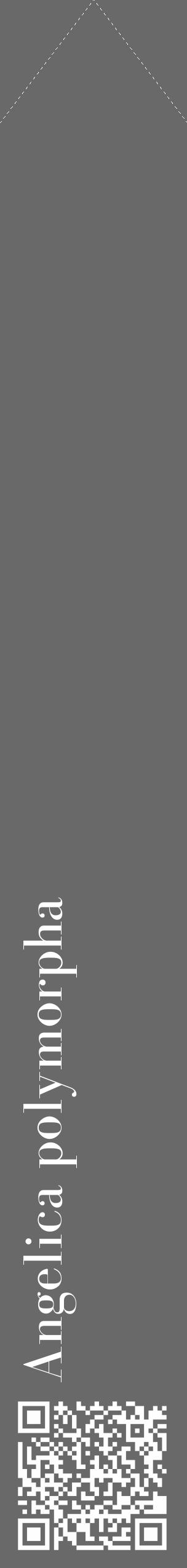 Étiquette de : Angelica polymorpha - format c - style blanche11_simple_simplebod avec qrcode et comestibilité - position verticale