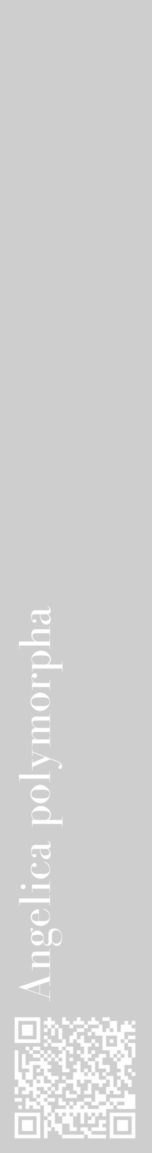 Étiquette de : Angelica polymorpha - format c - style blanche17_basique_basiquebod avec qrcode et comestibilité - position verticale