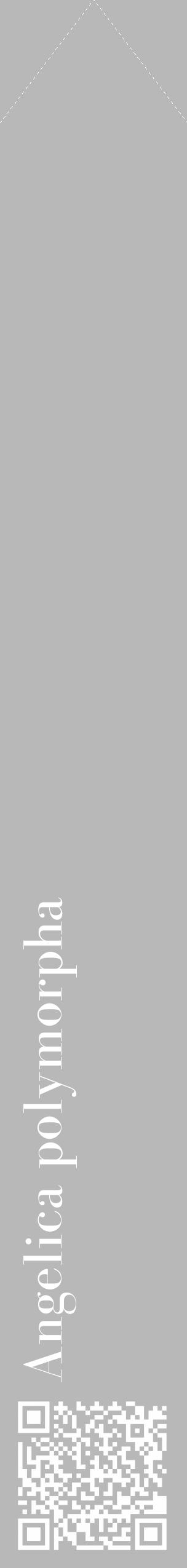 Étiquette de : Angelica polymorpha - format c - style blanche39_simple_simplebod avec qrcode et comestibilité - position verticale