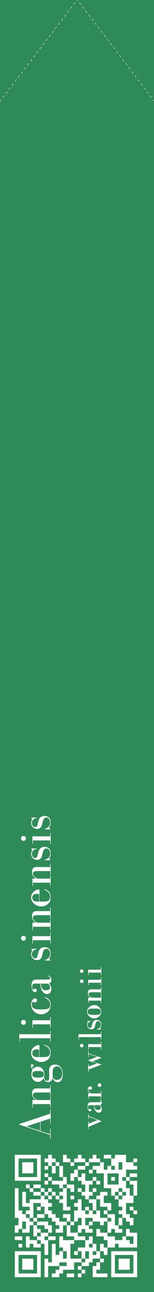 Étiquette de : Angelica sinensis var. wilsonii - format c - style blanche11_simplebod avec qrcode et comestibilité