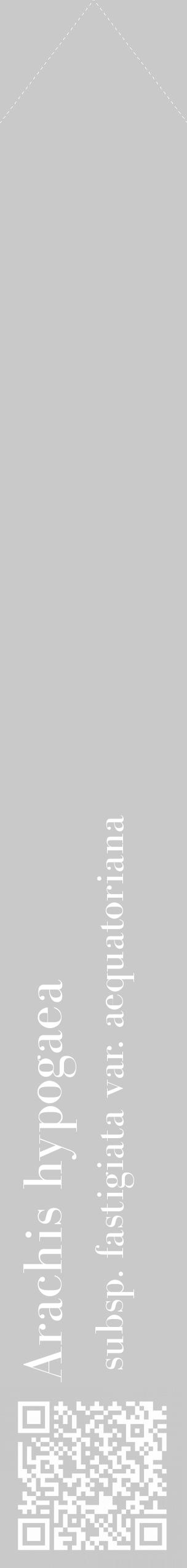 Étiquette de : Arachis hypogaea subsp. fastigiata var. aequatoriana - format c - style blanche54_simple_simplebod avec qrcode et comestibilité - position verticale