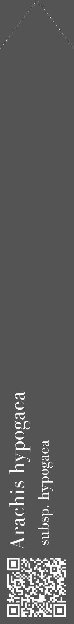 Étiquette de : Arachis hypogaea subsp. hypogaea - format c - style blanche36_simple_simplebod avec qrcode et comestibilité - position verticale