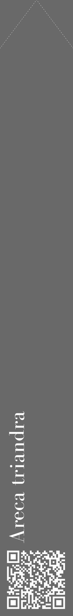 Étiquette de : Areca triandra - format c - style blanche51_simple_simplebod avec qrcode et comestibilité - position verticale