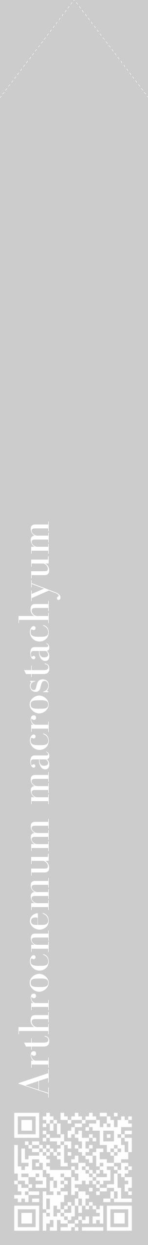 Étiquette de : Arthrocnemum macrostachyum - format c - style blanche0_simple_simplebod avec qrcode et comestibilité - position verticale