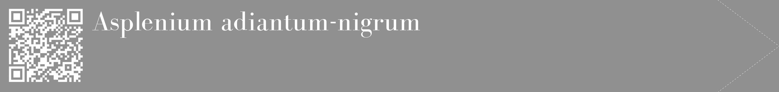 Étiquette de : Asplenium adiantum-nigrum - format c - style blanche4_simple_simplebod avec qrcode et comestibilité