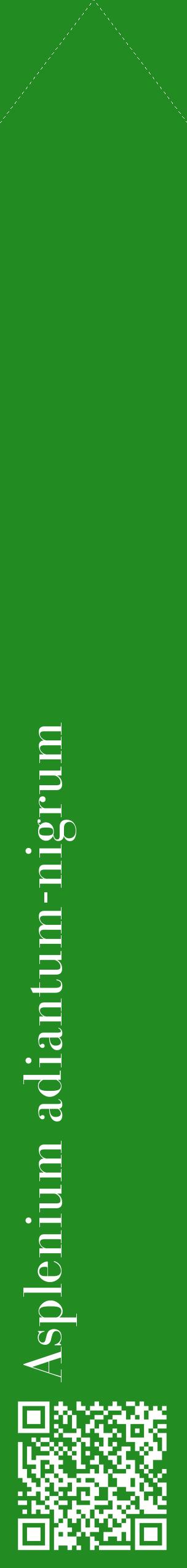 Étiquette de : Asplenium adiantum-nigrum - format c - style blanche10_simplebod avec qrcode et comestibilité