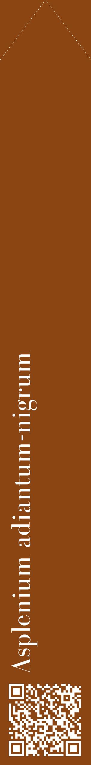 Étiquette de : Asplenium adiantum-nigrum - format c - style blanche30_simplebod avec qrcode et comestibilité