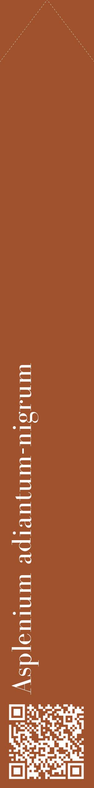 Étiquette de : Asplenium adiantum-nigrum - format c - style blanche32_simplebod avec qrcode et comestibilité