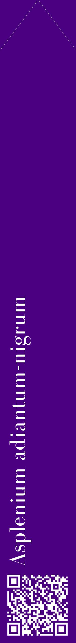 Étiquette de : Asplenium adiantum-nigrum - format c - style blanche47_simplebod avec qrcode et comestibilité