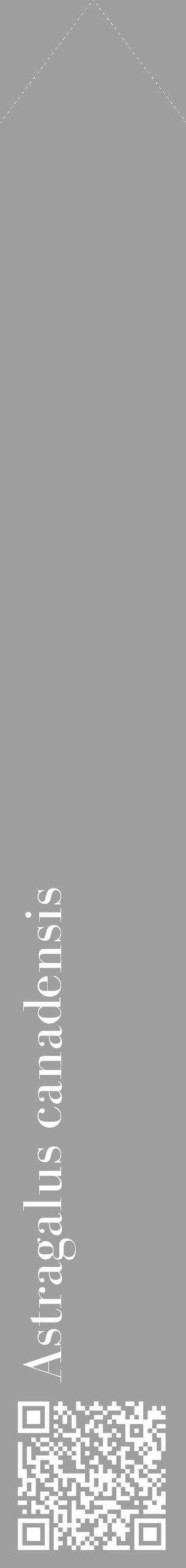 Étiquette de : Astragalus canadensis - format c - style blanche23_simple_simplebod avec qrcode et comestibilité - position verticale