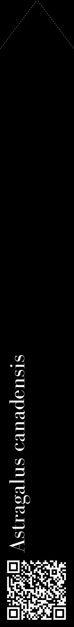 Étiquette de : Astragalus canadensis - format c - style blanche59_simplebod avec qrcode et comestibilité