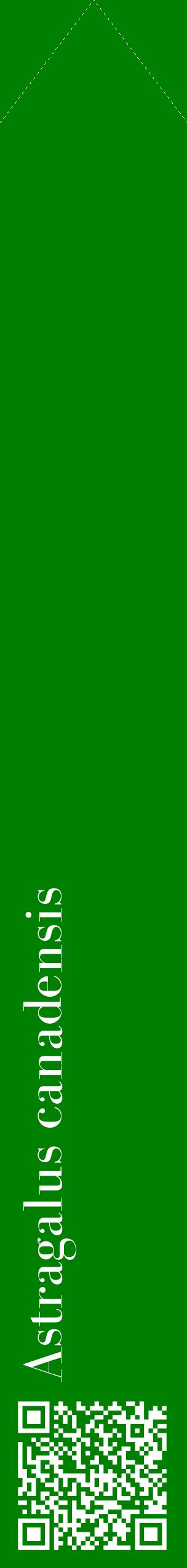Étiquette de : Astragalus canadensis - format c - style blanche9_simplebod avec qrcode et comestibilité