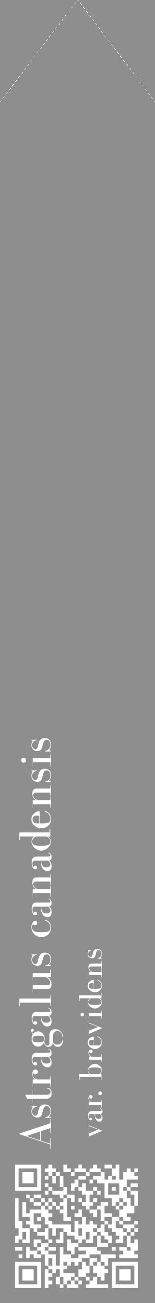 Étiquette de : Astragalus canadensis var. brevidens - format c - style blanche25_simple_simplebod avec qrcode et comestibilité - position verticale