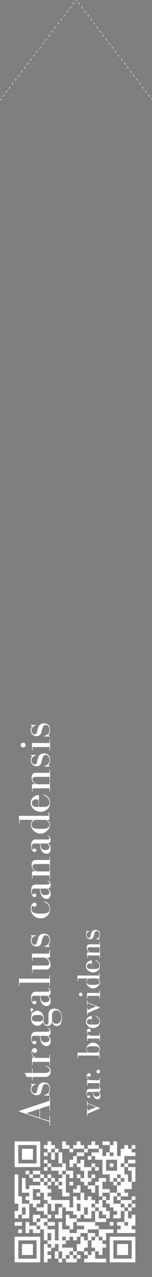 Étiquette de : Astragalus canadensis var. brevidens - format c - style blanche31_simple_simplebod avec qrcode et comestibilité - position verticale