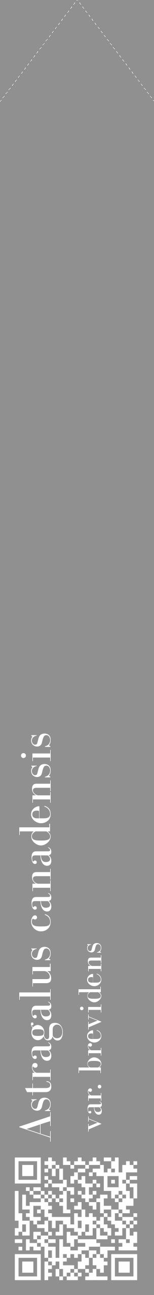 Étiquette de : Astragalus canadensis var. brevidens - format c - style blanche4_simple_simplebod avec qrcode et comestibilité - position verticale