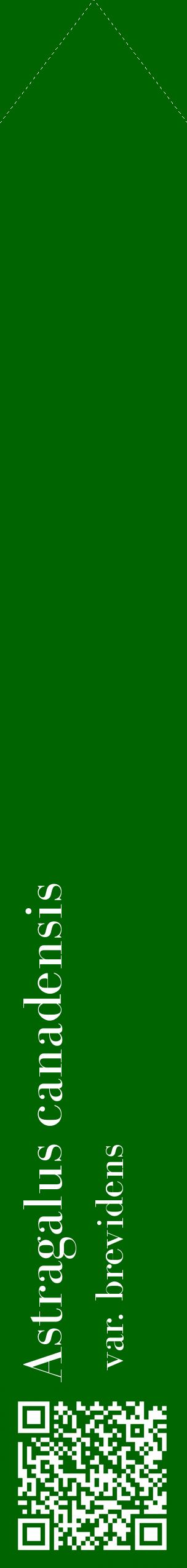 Étiquette de : Astragalus canadensis var. brevidens - format c - style blanche8_simplebod avec qrcode et comestibilité