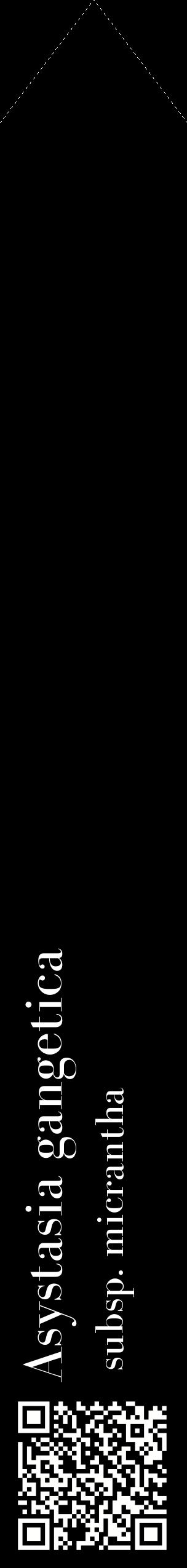 Étiquette de : Asystasia gangetica subsp. micrantha - format c - style blanche59_simplebod avec qrcode et comestibilité