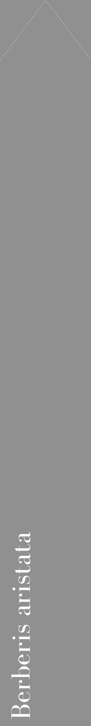 Étiquette de : Berberis aristata - format c - style blanche4_simple_simplebod avec comestibilité - position verticale