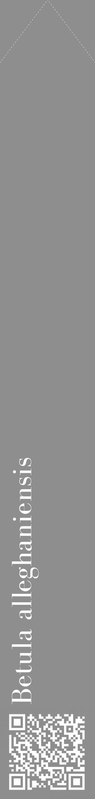 Étiquette de : Betula alleghaniensis - format c - style blanche25_simple_simplebod avec qrcode et comestibilité - position verticale