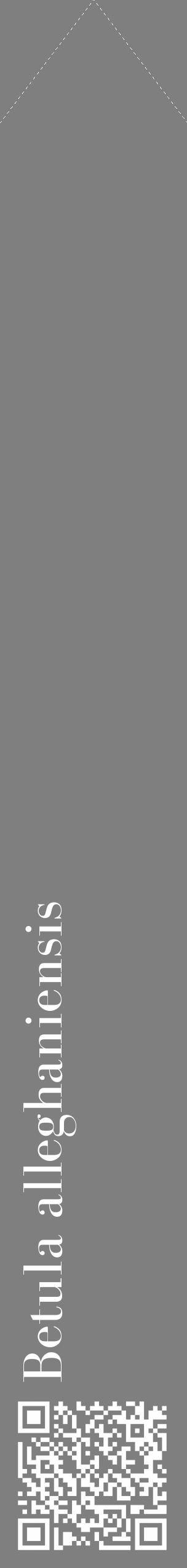 Étiquette de : Betula alleghaniensis - format c - style blanche31_simple_simplebod avec qrcode et comestibilité - position verticale