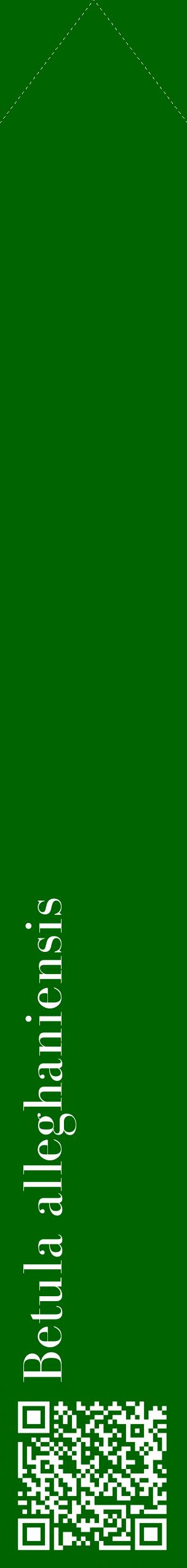 Étiquette de : Betula alleghaniensis - format c - style blanche8_simplebod avec qrcode et comestibilité